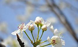 梨花圖片