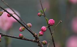 梅花圖片