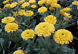 菊花圖片