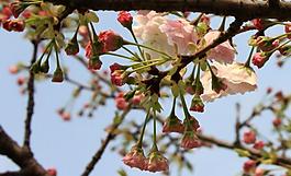 櫻花圖片