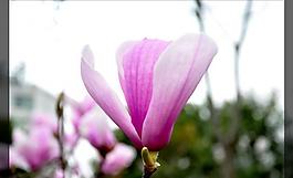 玉蘭花圖片