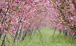 桃花圖片