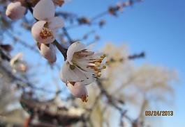 櫻花圖片