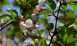 桃花圖片