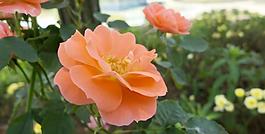 月季花 紅色圖片