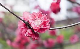 花朵圖片
