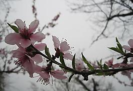 桃花圖片