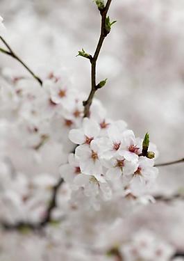 櫻花圖片