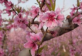 桃花圖片