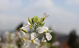 蘿卜花圖片