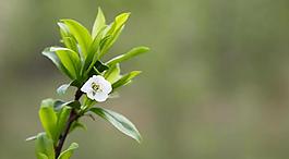 白色小花圖片