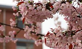 櫻花圖片
