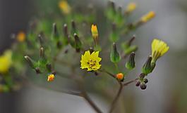 黃花圖片