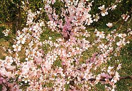 桃花圖片
