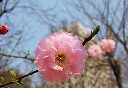 桃花圖片