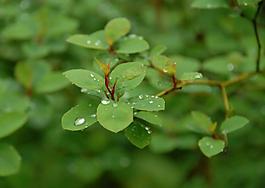 雨露滋潤(rùn)新芽圖片