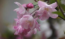 海棠花圖片