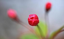 花蕊圖片
