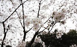櫻花圖片