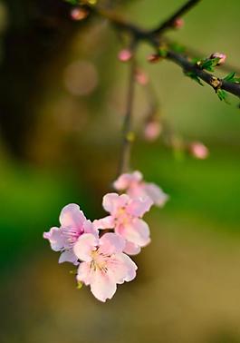 桃花圖片