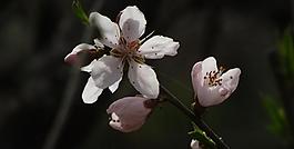 桃花圖片