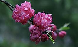 碧桃花圖片