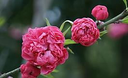 碧桃花圖片