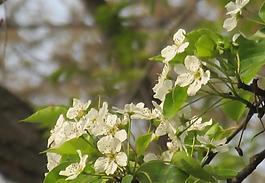 春花圖片