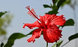 芙桑圖片