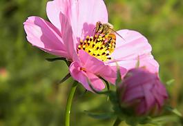蜜蜂與花圖片