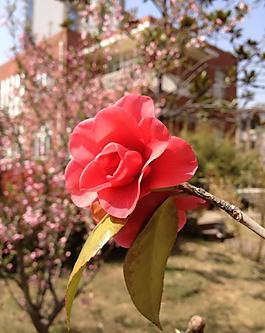 油茶花圖片