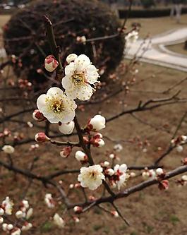 梅花圖片