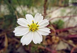 菊花圖片