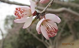 桃花圖片