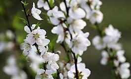 桃花圖片