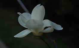 玉蘭花圖片