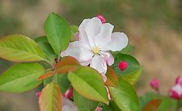 海棠花圖片
