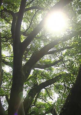 樹枝圖片