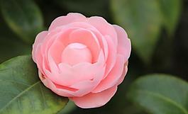 茶花圖片