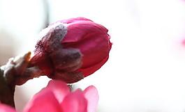 花蕾圖片