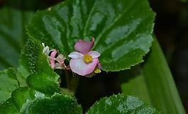 小花植物圖片