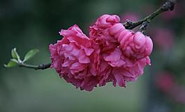 碧桃花圖片