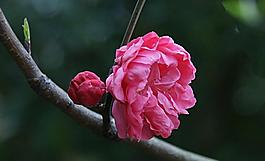 碧桃花圖片