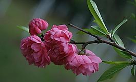 碧桃花圖片