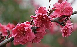 碧桃花圖片