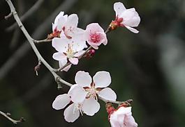 桃花圖片