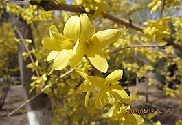 迎春花圖片