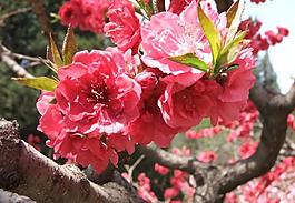 梅花圖片
