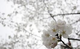 櫻花圖片