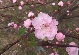桃花圖片